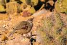 USA, New Mexico, Bosque Del Apache National Wildlife Refuge. Gambels quail, female and cactus. Art Print